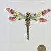 Plique à Jour Huge Diamond Gemstone Dragonfly Brooch 18 Karat #6